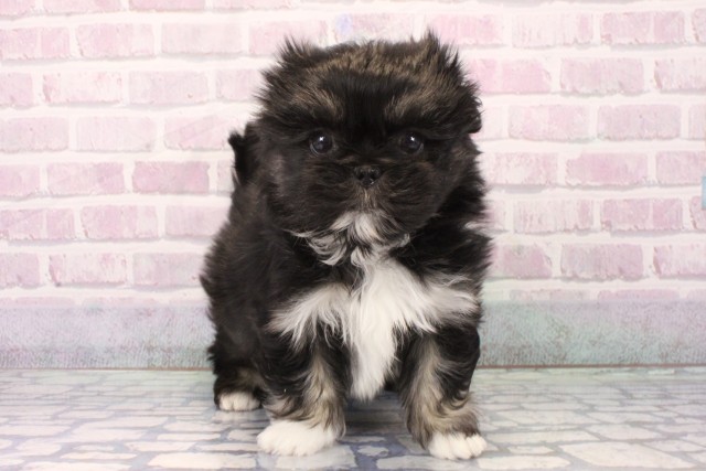 兵庫県のペキマル/マルペキ(ペキニーズ×マルチーズ) (Coo&RIKU神戸三宮店/2025年11月22日生まれ/男の子/ブラックタンホワイト)の子犬の1枚目の画像