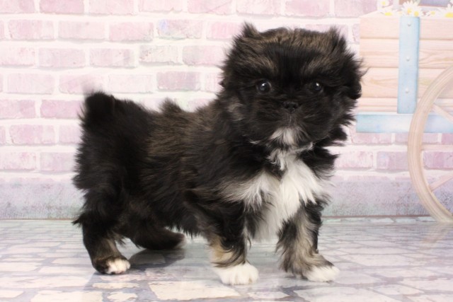 兵庫県のペキマル/マルペキ(ペキニーズ×マルチーズ) (Coo&RIKU神戸三宮店/2025年11月22日生まれ/男の子/ブラックタンホワイト)の子犬の2枚目の画像