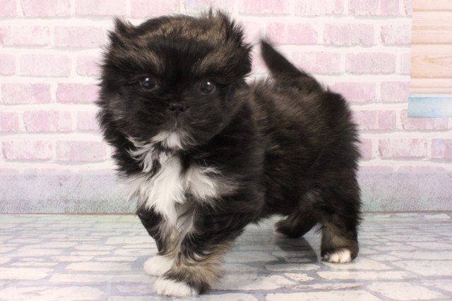 兵庫県のペキマル/マルペキ(ペキニーズ×マルチーズ) (Coo&RIKU神戸三宮店/2025年11月22日生まれ/男の子/ブラックタンホワイト)の子犬の3枚目の画像