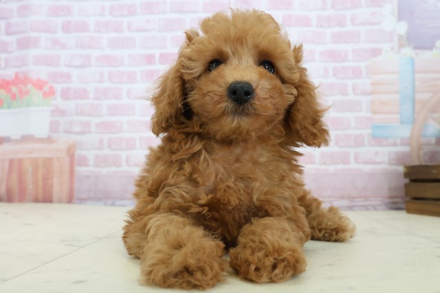 香川県のトイプードル(トイ) (Coo&RIKU高松上福岡店/2025年11月21日生まれ/男の子/オレンジフォーン)の子犬の1枚目の画像