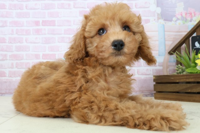 香川県のトイプードル(トイ) (Coo&RIKU高松上福岡店/2025年11月21日生まれ/男の子/オレンジフォーン)の子犬の2枚目の画像