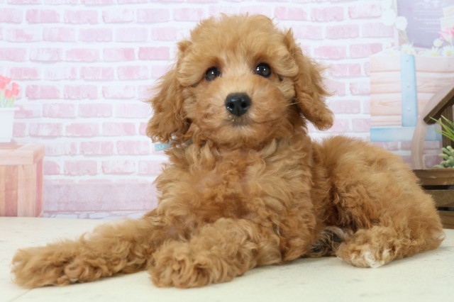 香川県のトイプードル(トイ) (Coo&RIKU高松上福岡店/2025年11月21日生まれ/男の子/オレンジフォーン)の子犬の3枚目の画像