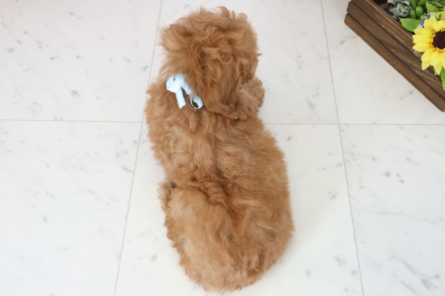 香川県のトイプードル(トイ) (Coo&RIKU高松上福岡店/2025年11月21日生まれ/男の子/オレンジフォーン)の子犬の4枚目の画像