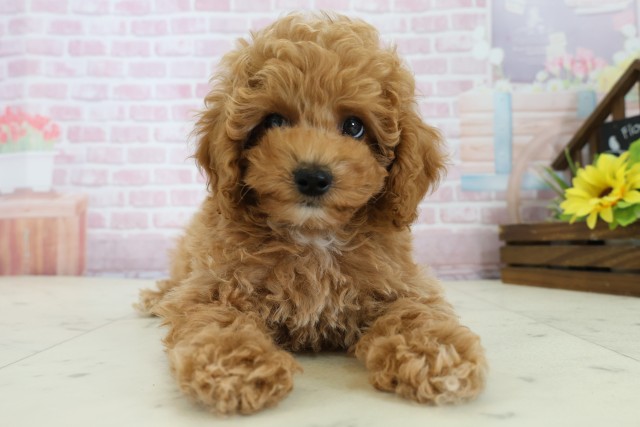 山口県のトイプードル(トイ) (Coo&RIKUシーモール下関店/2025年11月21日生まれ/男の子/オレンジフォーンホワイト)の子犬の1枚目の画像