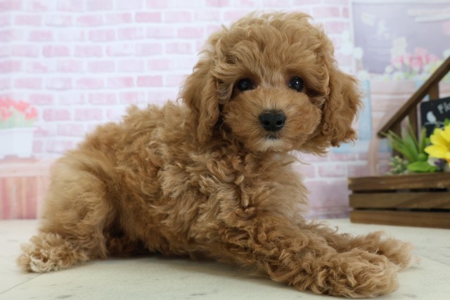 山口県のトイプードル(トイ) (Coo&RIKUシーモール下関店/2025年11月21日生まれ/男の子/オレンジフォーンホワイト)の子犬の2枚目の画像