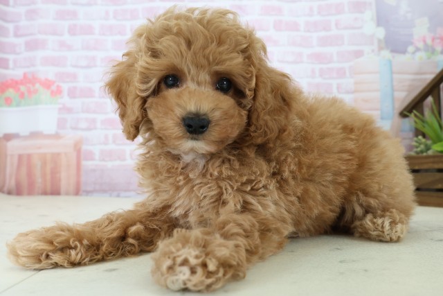 山口県のトイプードル(トイ) (Coo&RIKUシーモール下関店/2025年11月21日生まれ/男の子/オレンジフォーンホワイト)の子犬の3枚目の画像