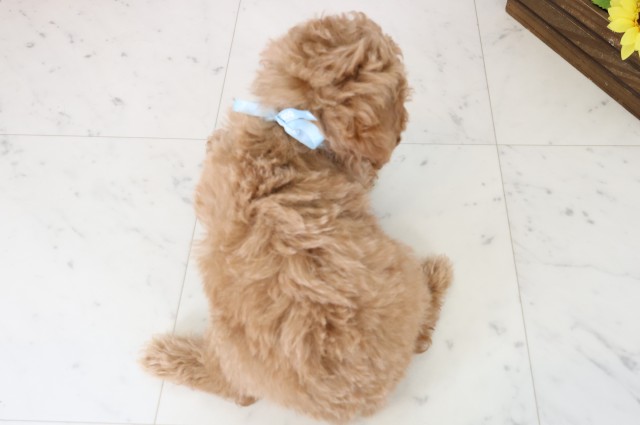 山口県のトイプードル(トイ) (Coo&RIKUシーモール下関店/2025年11月21日生まれ/男の子/オレンジフォーンホワイト)の子犬の4枚目の画像