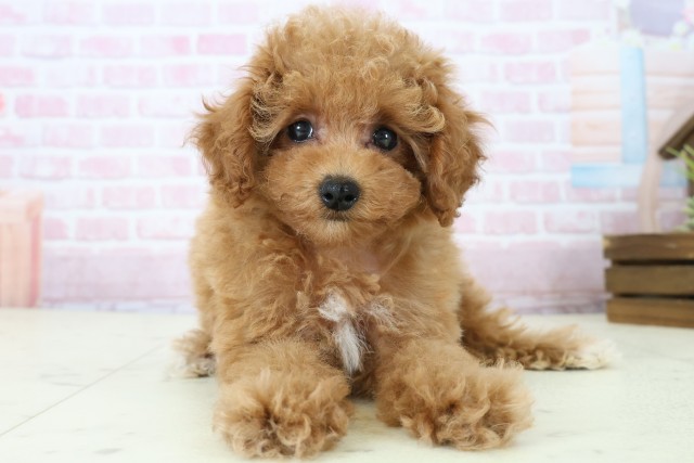 山口県のトイプードル(トイ) (Coo&RIKUサンパークあじす店/2025年11月21日生まれ/女の子/オレンジフォーンホワイト)の子犬の1枚目の画像