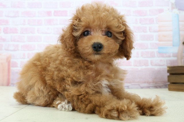 山口県のトイプードル(トイ) (Coo&RIKUサンパークあじす店/2025年11月21日生まれ/女の子/オレンジフォーンホワイト)の子犬の2枚目の画像