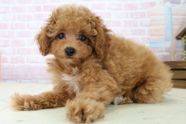 山口県のトイプードル(トイ) (Coo&RIKUサンパークあじす店/2025年11月21日生まれ/女の子/オレンジフォーンホワイト)の子犬の3枚目の画像