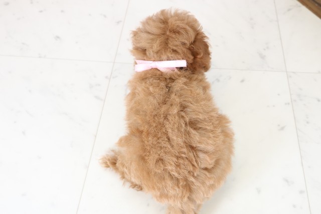 山口県のトイプードル(トイ) (Coo&RIKUサンパークあじす店/2025年11月21日生まれ/女の子/オレンジフォーンホワイト)の子犬の4枚目の画像