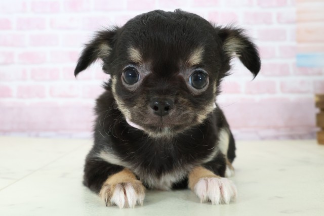 広島県のチワワ(ロング) (Coo&RIKU広島北店/2025年11月22日生まれ/女の子/ブラックタンホワイト)の子犬