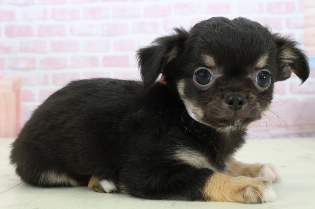 広島県のチワワ(ロング) (Coo&RIKU広島北店/2025年11月22日生まれ/女の子/ブラックタンホワイト)の子犬の2枚目の画像