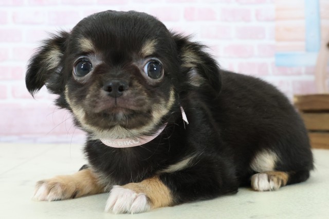 広島県のチワワ(ロング) (Coo&RIKU広島北店/2025年11月22日生まれ/女の子/ブラックタンホワイト)の子犬の3枚目の画像