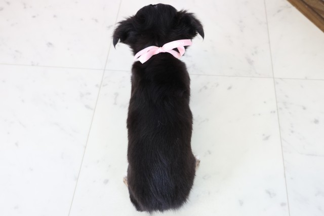 広島県のチワワ(ロング) (Coo&RIKU広島北店/2025年11月22日生まれ/女の子/ブラックタンホワイト)の子犬の4枚目の画像