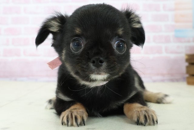 高知県のチワワ(ロング) (Coo&RIKU高知御座店/2025年11月22日生まれ/女の子/ブラックタンホワイト)の子犬の1枚目の画像