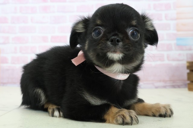 高知県のチワワ(ロング) (Coo&RIKU高知御座店/2025年11月22日生まれ/女の子/ブラックタンホワイト)の子犬の2枚目の画像