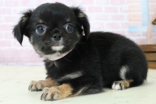 高知県のチワワ(ロング) (Coo&RIKU高知御座店/2025年11月22日生まれ/女の子/ブラックタンホワイト)の子犬の3枚目の画像