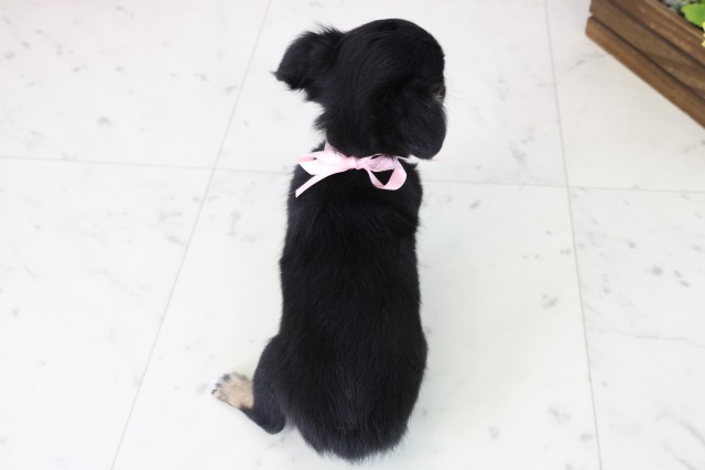 高知県のチワワ(ロング) (Coo&RIKU高知御座店/2025年11月22日生まれ/女の子/ブラックタンホワイト)の子犬の4枚目の画像