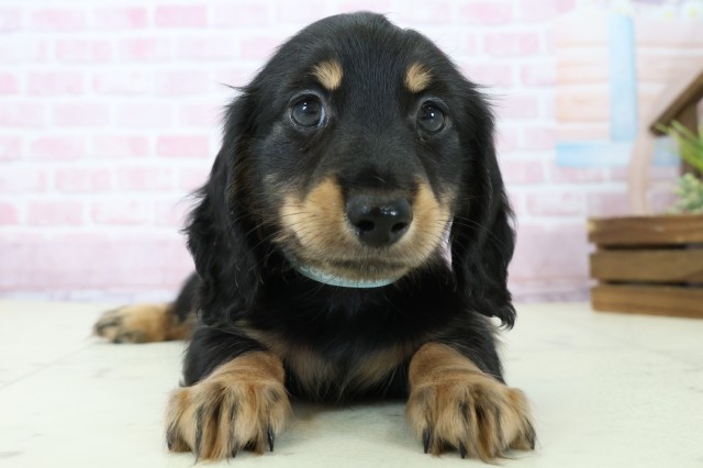 高知県のミニチュアダックスフンド(ロング) (Coo&RIKU高知御座店/2025年11月23日生まれ/男の子/ブラックタン)の子犬の1枚目の画像