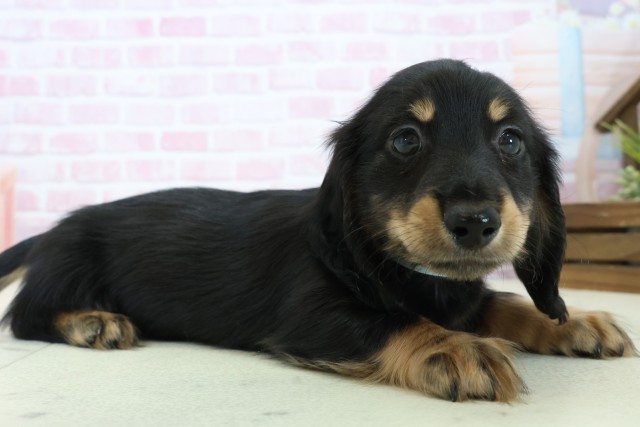 高知県のミニチュアダックスフンド(ロング) (Coo&RIKU高知御座店/2025年11月23日生まれ/男の子/ブラックタン)の子犬の2枚目の画像