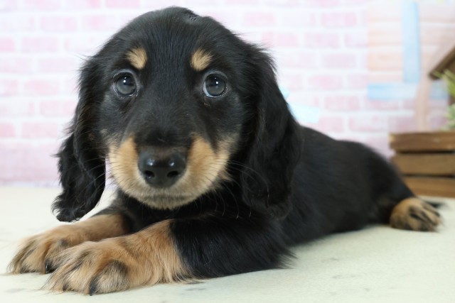 高知県のミニチュアダックスフンド(ロング) (Coo&RIKU高知御座店/2025年11月23日生まれ/男の子/ブラックタン)の子犬の3枚目の画像