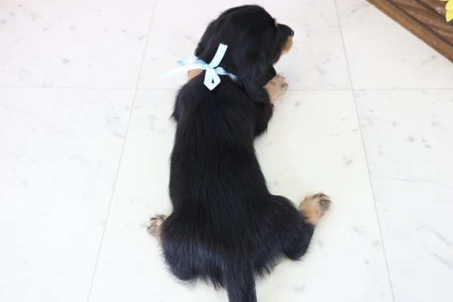 高知県のミニチュアダックスフンド(ロング) (Coo&RIKU高知御座店/2025年11月23日生まれ/男の子/ブラックタン)の子犬の4枚目の画像