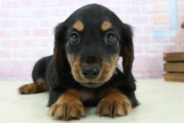 岡山県のミニチュアダックスフンド(ロング) (Coo&RIKU岡山店/2025年11月23日生まれ/男の子/ブラックタン)の子犬