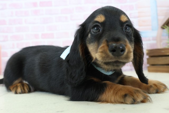 岡山県のミニチュアダックスフンド(ロング) (Coo&RIKU岡山店/2025年11月23日生まれ/男の子/ブラックタン)の子犬の2枚目の画像