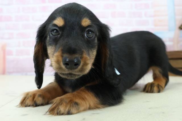 岡山県のミニチュアダックスフンド(ロング) (Coo&RIKU岡山店/2025年11月23日生まれ/男の子/ブラックタン)の子犬の3枚目の画像