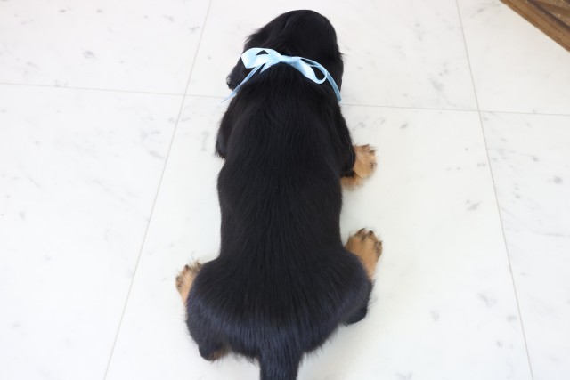 岡山県のミニチュアダックスフンド(ロング) (Coo&RIKU岡山店/2025年11月23日生まれ/男の子/ブラックタン)の子犬の4枚目の画像