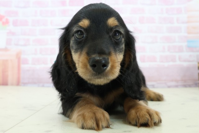 広島県のミニチュアダックスフンド(ロング) (Coo&RIKUゆめタウン大竹店/2025年11月23日生まれ/男の子/ブラックタン)の子犬