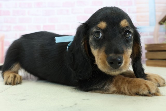 広島県のミニチュアダックスフンド(ロング) (Coo&RIKUゆめタウン大竹店/2025年11月23日生まれ/男の子/ブラックタン)の子犬の2枚目の画像