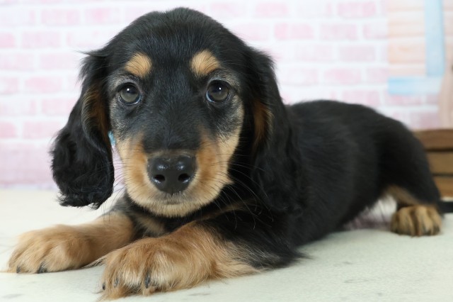 広島県のミニチュアダックスフンド(ロング) (Coo&RIKUゆめタウン大竹店/2025年11月23日生まれ/男の子/ブラックタン)の子犬の3枚目の画像