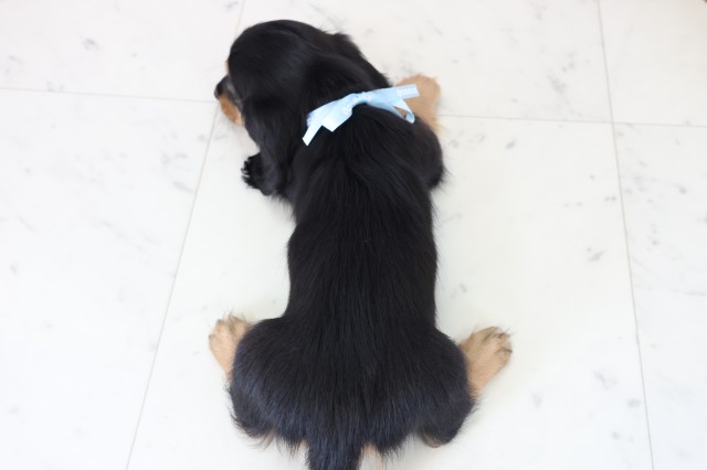 広島県のミニチュアダックスフンド(ロング) (Coo&RIKUゆめタウン大竹店/2025年11月23日生まれ/男の子/ブラックタン)の子犬の4枚目の画像