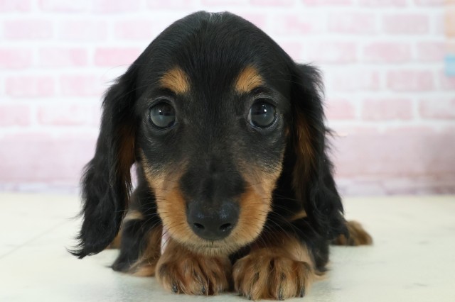 高知県のミニチュアダックスフンド(ロング) (Coo&RIKU高知御座店/2025年11月23日生まれ/女の子/ブラックタン)の子犬の1枚目の画像