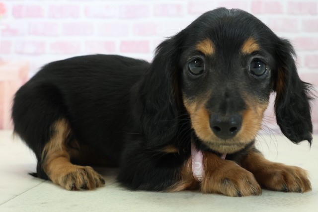 高知県のミニチュアダックスフンド(ロング) (Coo&RIKU高知御座店/2025年11月23日生まれ/女の子/ブラックタン)の子犬の2枚目の画像