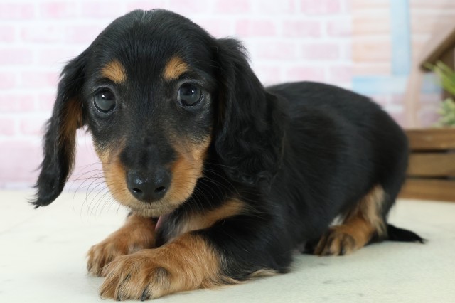 高知県のミニチュアダックスフンド(ロング) (Coo&RIKU高知御座店/2025年11月23日生まれ/女の子/ブラックタン)の子犬の3枚目の画像