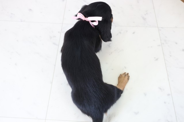 高知県のミニチュアダックスフンド(ロング) (Coo&RIKU高知御座店/2025年11月23日生まれ/女の子/ブラックタン)の子犬の4枚目の画像