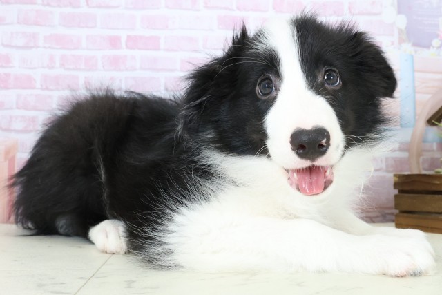 岡山県のボーダーコリー (Coo&RIKU岡山店/2025年11月3日生まれ/男の子/ブラックホワイト)の子犬の2枚目の画像