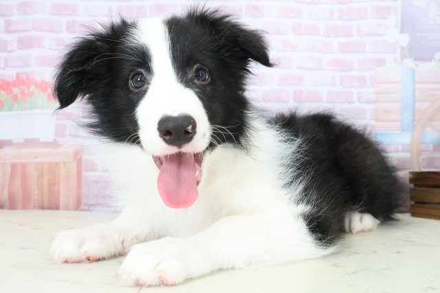 岡山県のボーダーコリー (Coo&RIKU岡山店/2025年11月3日生まれ/男の子/ブラックホワイト)の子犬の3枚目の画像