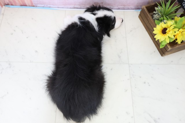 岡山県のボーダーコリー (Coo&RIKU岡山店/2025年11月3日生まれ/男の子/ブラックホワイト)の子犬の4枚目の画像