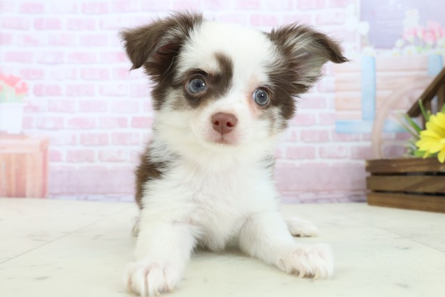 島根県のチワワ(ロング) (Coo&RIKU出雲店/2025年11月13日生まれ/女の子/チョコレートタンホワイト)の子犬の1枚目の画像