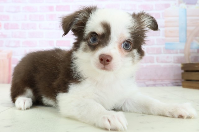 島根県のチワワ(ロング) (Coo&RIKU出雲店/2025年11月13日生まれ/女の子/チョコレートタンホワイト)の子犬の2枚目の画像