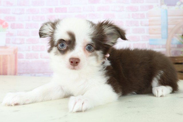 島根県のチワワ(ロング) (Coo&RIKU出雲店/2025年11月13日生まれ/女の子/チョコレートタンホワイト)の子犬の3枚目の画像