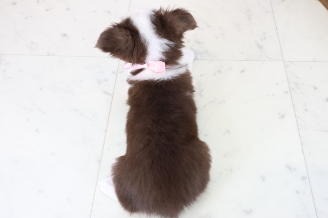 島根県のチワワ(ロング) (Coo&RIKU出雲店/2025年11月13日生まれ/女の子/チョコレートタンホワイト)の子犬の4枚目の画像