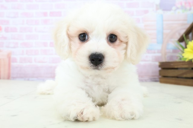 愛媛県のビションフリーゼ (Coo&RIKU愛媛松山店/2025年11月18日生まれ/男の子/ホワイト)の子犬の1枚目の画像