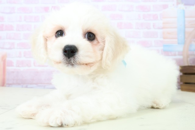 愛媛県のビションフリーゼ (Coo&RIKU愛媛松山店/2025年11月18日生まれ/男の子/ホワイト)の子犬の3枚目の画像