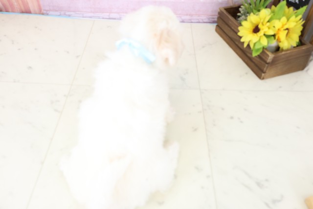 愛媛県のビションフリーゼ (Coo&RIKU愛媛松山店/2025年11月18日生まれ/男の子/ホワイト)の子犬の4枚目の画像