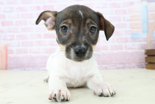 島根県のジャックラッセルテリア (Coo&RIKU出雲店/2025年11月19日生まれ/女の子/ブラックタンホワイト)の子犬